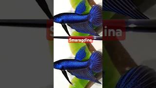 Betta  Smaragdina Breed பண்ணலாமா 🐟🐟🤔🤔 [upl. by Ysiad790]