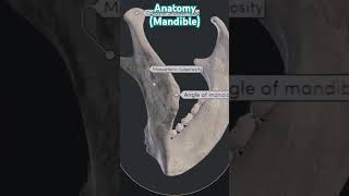 Anatomy of Mandibleindradentalvlogs mandible shorts dentist [upl. by Neidhardt]