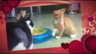 RSPCA Adoption Adopt a kitten [upl. by Geirk]