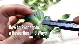 How to Propagate a Haworthia in 3 Ways [upl. by Sobel126]