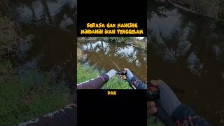 SANGKING GAMPANGNYA UDAH SARASA KAYAK MINDAHIN IKAN DALAM KOLAM [upl. by Pathe572]