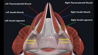 How Fry Screams Work  Biomechanics of Fry Screams [upl. by Oflunra]