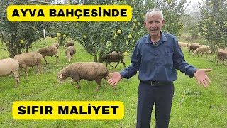 SIFIR MALİYETLE KOYUN BAKIYOR Ayva Bahçesinde 10 Ay Otlatıyor [upl. by Tarazi830]