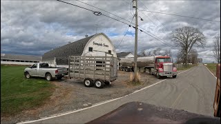 Milk pickup on our 70 cow dairy and moving heifers back to the main barn for breeding… [upl. by Nahtanoy]