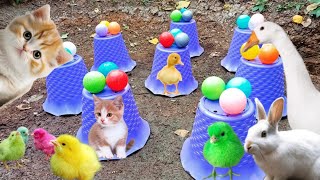 guinea pig Catch Cute Chickens Colorful RabbitsCats Swans Ducks Turtles Cute Animals [upl. by Epolulot]