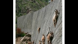 Rock Climbing GoatsMountain Ibexs [upl. by Annahvas]