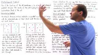 Electrochemical Gradient [upl. by Badr]