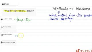 Three jawed pedicellariae occur in [upl. by Pellikka]