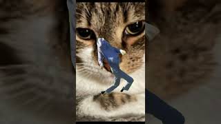 Dingle dingle dangle with my cat [upl. by Kcitrap]