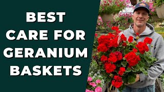 Best GERANIUM Care for Baskets  How to Clean Up amp Care for Geraniums [upl. by Spatz]