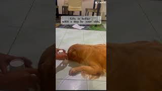 shortvideo goldenretriever doglover [upl. by Ginsberg222]