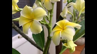 1282019 Learn How to Make Plumeria Frangipani Constantly Bloom in Winter [upl. by Saitam613]