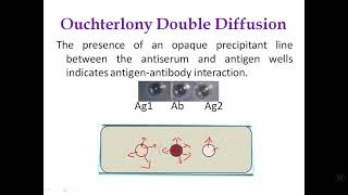 Ouchterlony Double Diffusion [upl. by Ynnub]