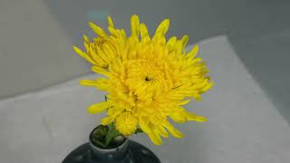 Time Lapse Movie of Chrysanthemum Bloom in 14 Seconds for 88 days 3 [upl. by Blatman32]