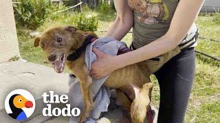 Rescued Threelegged Dog Completely Transforms Once He Is Safe  The Dodo [upl. by Andra414]