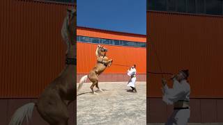 Horsemanship and Natural Horse Training HorsemanshipInstruction DanceHorseSpread [upl. by Belen]