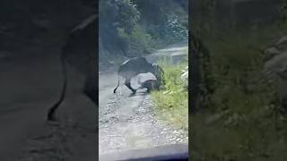 Calf was miraculously saved from the leapord by the good samaritan 😱ytshorts [upl. by Matheson288]