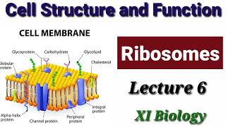 Ribosomes Lecture 6 [upl. by Alaet]