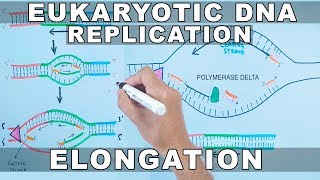 DNA Replication in Eukaryotes  Elongation [upl. by Mcmillan]