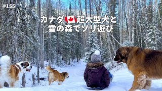 カナダ雪の森でソリ遊び【超大型犬 3頭とカナダで田舎暮らし・海外生活】 [upl. by Eterg]