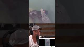 Joe Rogans JawDropping Reaction to Crocodile Devouring Dog 🐶 [upl. by Hayouqes51]