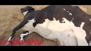 Downer cow syndrome l Milk fever l Hypocalcemia l dr umar khan [upl. by Einnalem401]