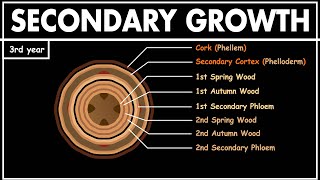 Secondary Growth in Dicot Stem  Anatomy of plants  Class 11 biology  NEET [upl. by Anerbas]