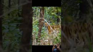 Ketika induk harimau berburu anak nya dalam bahaya animals satwaliar wildlife shorts harimau [upl. by Tory]