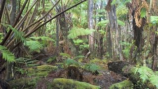 Hawaiian tropical rainforests Volcanoes National Park Big Island Hawaii USA North America [upl. by Marduk]