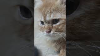 Hi kittenish kittenvideos catlover [upl. by Eselrahc]