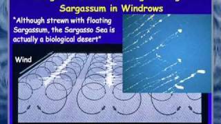 FAU OSLS  Secrets of the Sargasso Sea  Brian Lapointe PhD [upl. by Schrick]