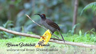 Brown Sicklebill Female Birdofparadise [upl. by Yssenhguahs272]