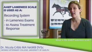 What are the signs a horse may be lame  Dr Nicola Cribb [upl. by Willing353]