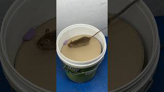 Best mouse trap ideas  Good homemade mouse trap plastic bucket rattrap rat mousetrap shorts [upl. by Deacon]