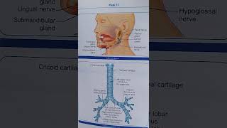 Salivary glands and trachea  nursing  anatomy and physiology [upl. by Dixil]