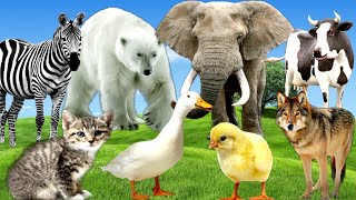 Animal sounds  Cat Dog Cow Elephant Monkey Birds Chicken Duck Fish [upl. by Nnanaej116]