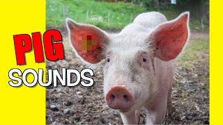 Pig Sound Effects [upl. by Manas]