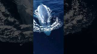 Whale sounds are the best sounds to raise your vibration whales shorts [upl. by Otilrac]