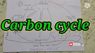 CARBON CYCLE  EASY EXPLANATION WITH EASY DIAGRAM  BIOGEOCHEMICAL CYCLE [upl. by Denice212]