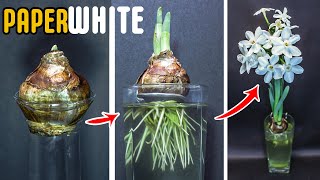 Growing Paperwhite Narcissus Flower From Bulb 48 Day Time Lapse [upl. by Arta451]