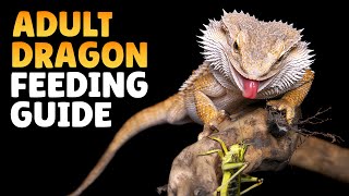 What Can Bearded Dragons Eat  Bearded Dragon Feeding Guide [upl. by Ivy]