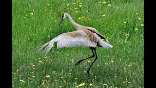 Sandhill Cranes [upl. by Adala696]