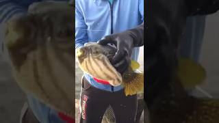 Puffer fishes suffering from thisfacts interstingfactsintelugu 🐟🦈 facts amazingfacts [upl. by Yboj]