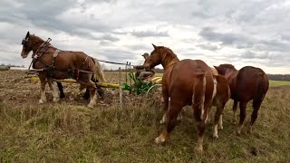 BARON IS GETTING CASTRATED amp Other Firsts  Amish Sheds for Sale 561 [upl. by Ettellocin591]