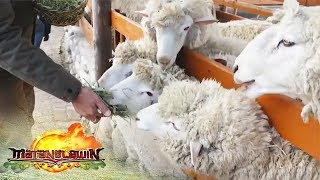 Matanglawin Daegwallyeong Sheep Farm [upl. by Ecirtra]