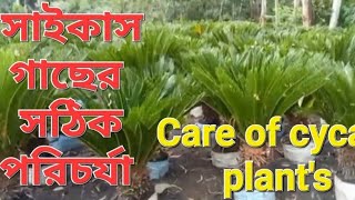 Winter care of Cycad Cycas plants Sokherbagania [upl. by Dlorad737]