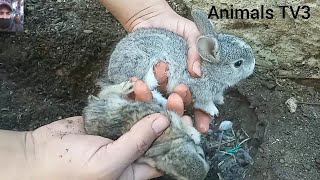 Viviendo Con Conejos  Cómo Salvar Los Conejos Bebés de la NATURALEZA 2022 [upl. by Alekahs]