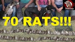 70 RATS NEW RECORD Mink and Dogs Eradicate Rats [upl. by Aicilef]