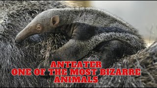 Anteater  One Of The Most Bizarre Animals [upl. by Brine]