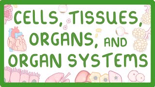 GCSE Biology  Levels of Organisation  Cells Tissues Organs and Organ Systems [upl. by Ardnael]